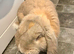French lop male