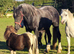 Percheron x cob gelding