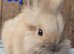 Lion head buck