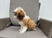 1 beautiful Shih Tzu puppy available to go today
