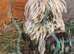 2 Rooster / Cockerel/Rooster