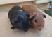 2 young boars