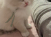 Ragdoll Kitten, 1 fluffy blue bicolour boy ready now