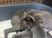Stunning litter of whippet pups