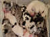Kc reg, proven, health tested great dane stud