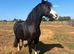 Gorgeous Registered Welsh Section A &ndash; 6yo &ndash; Lightly Backed &ndash; Perfect Little Family Project