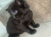 Baby kittens for sale