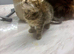 Maincoone cross kitten