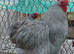 Lavender Pekin &ndash; Hatching Eggs