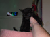 Female kitten looking for a good home