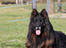 Handsome Male with a Unique pedigree