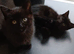 Black kittens.