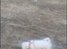 Bichon frise girl 20month