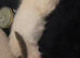 Seal Point Female Ragdoll kitten 11 weeks old