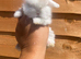 2 Stunning Mini-Lops for Sale