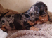 Available now one boys and two girls left,beautiful little dachshund puppies