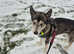 Beautiful Male Huskamute for Sale