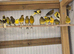 Young canaries available.