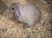 Lop lionheads females