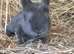 Baby Blue Lionhead buck for reserving