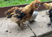 Satin Silkie growers male and females