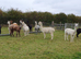 Delightful alpacas for sale