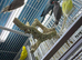 Indian Ringneck parrot