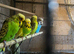 Young budgies,price varies