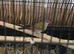 Red mask waxbill pair