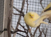 This years and last years canaries
