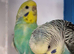 Pair of budgies