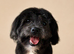 Pure bred shih tzu puppies