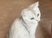 Silver British short hair kitten
