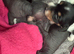 Chinese crested x dachshund
