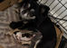 READY NOW! Chihuahua long hair x2