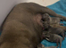 Blue Staffy pups kc registered