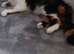 Calico female cat