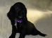 KC Registered Cocker Spaniels