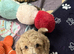 Beautiful Cavapoochon puppies