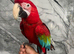 Friendly HandReared Super Tame Talking Greenwing Macaw Parrot,26
