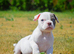 Olde English bulldog puppies !!