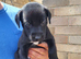 Beautiful Labrador x Lurcher puppies