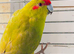 Beautiful Kakriki for sale