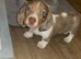 Stunning male puppy's