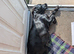 Working Cocker Spaniel Puppies