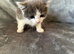 Lovery friendly kittens looking for there new homes
