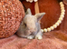 Mini lop babies