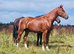 Quality Rising 3 year old Gelding