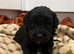 Miniature cockerpoo puppies