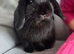 Black mini lop doe
